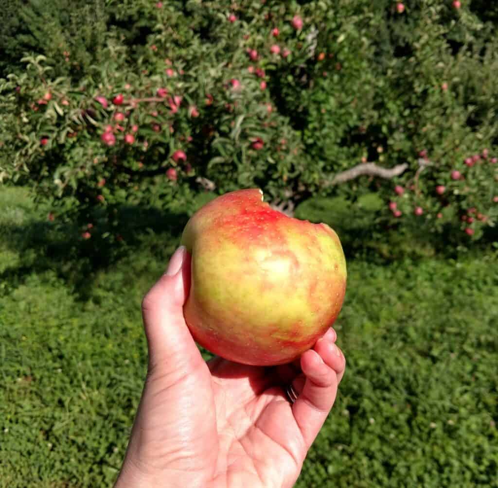 A woman's hand holding an apple in an orchard.
